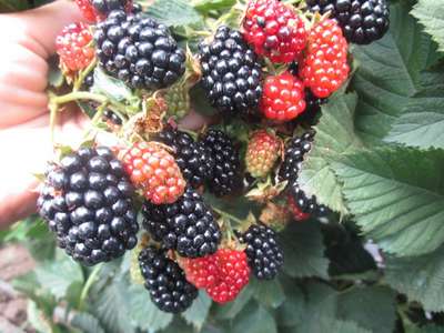 Лучшие сорта ежевики