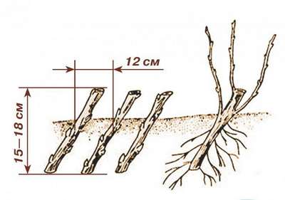 Посадка смородины весной черенками