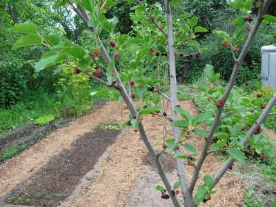 Как вырастить и ухаживать за шелковицей в Подмосковье?