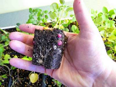 Как вырастить картофель из семян?