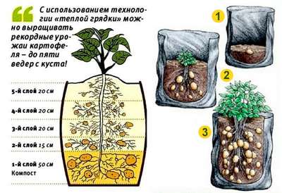 Как вырастить картофель в бочке?