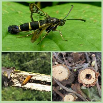 Борьба со стеклянницей на смородине