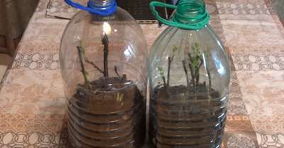 Как размножить садовую гoлyбику?