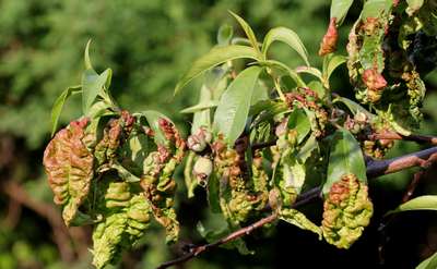 Курчавость листьев персика: признаки и лечение