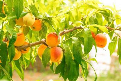 Как посадить и ухаживать за персиком?