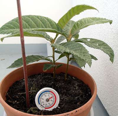 Выращивание персика из косточки