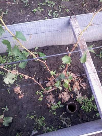 Как вырастить виноград в Сибири?