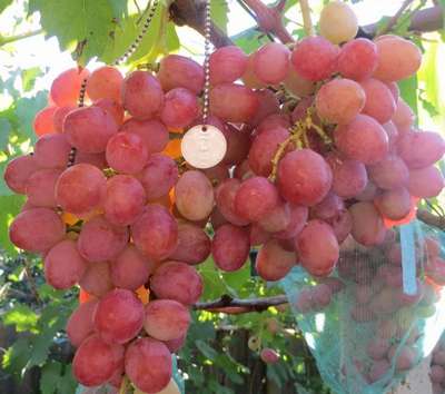 Сорт винограда Анюта