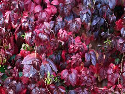 Сорт винограда Девичий