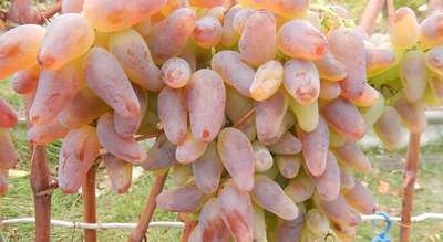 Сорт винограда Оригинал