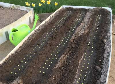 Как правильно садить горох?