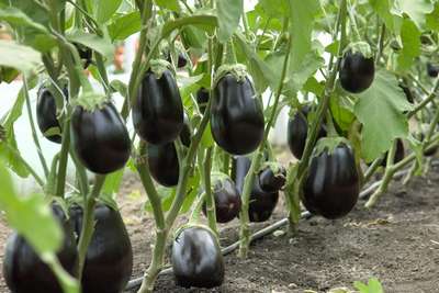 Как вырастить и ухаживать за баклажанами в открытом грунте?