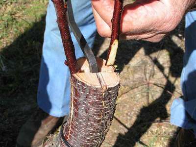 Как привить сливу?