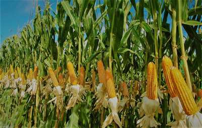 Выращивание кукурузы