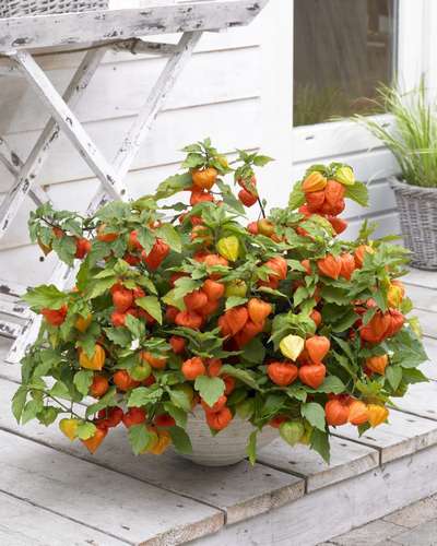 Как вырастить физалис?