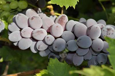 Сорт винограда Юпитер