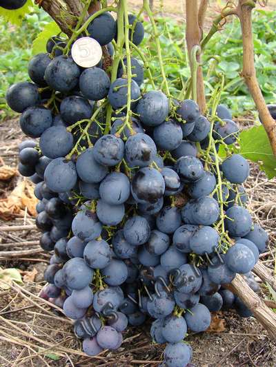 Сорт винограда Сфинкс