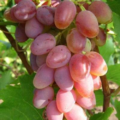 Сорт винограда Арочный