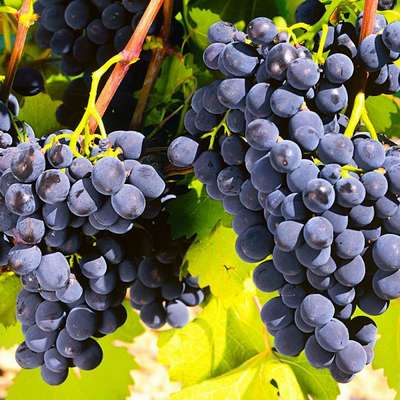 Сорт винограда Рошфор