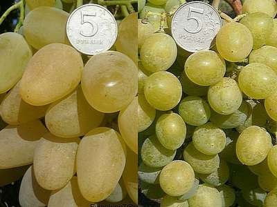 Сорт винограда Монарх