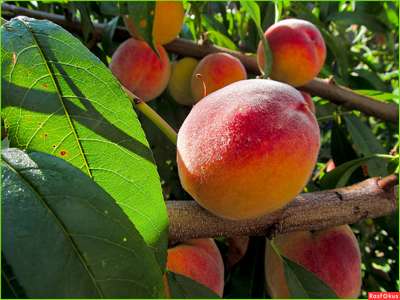 Сорт персика Редхейвен