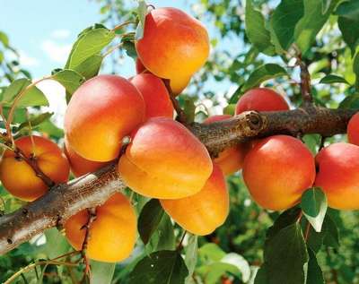 Сорт абрикоса Северный триумф