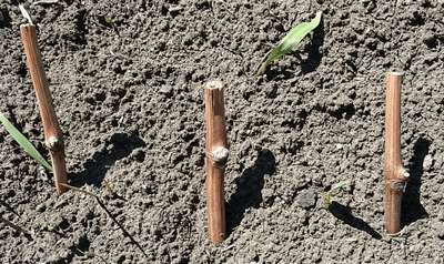 Посадка винограда черенками