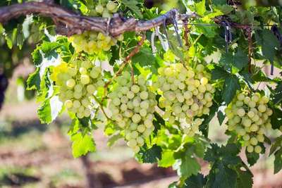 Неукрывные сорта винограда для Подмосковья