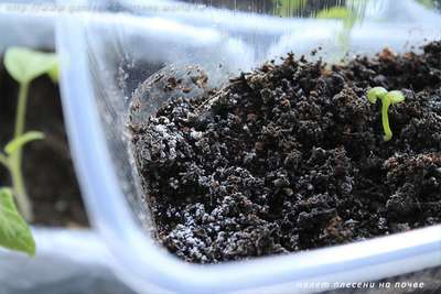 Белый налет на земле в рассаде