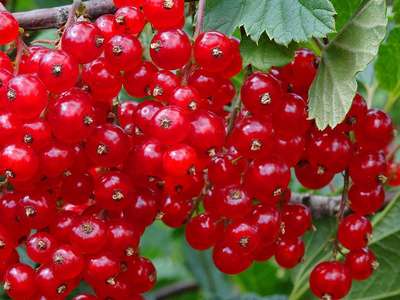 Красная смородина «Ранняя сладкая»: описание сорта и условия выращивания