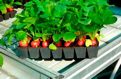Как вырастить редис на подоконнике?