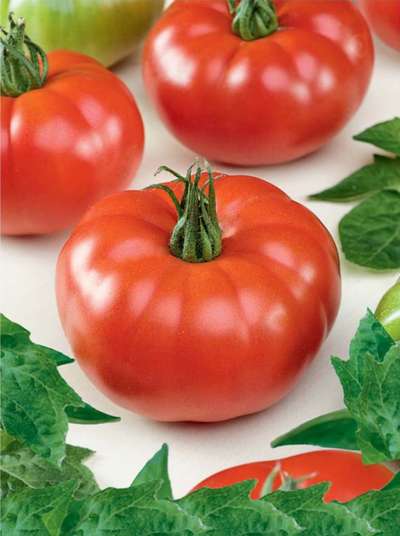 Сорт томата Волгоградский скороспелый