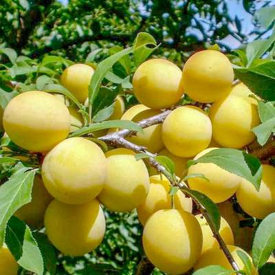 Сорт сливы Белая медовая