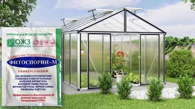 Зачем, и как обработать теплицу фитоспорином весной?