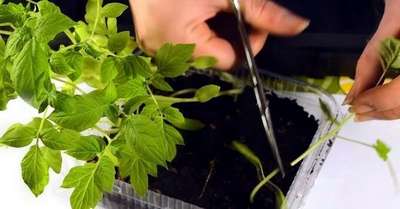 Как вырастить рассаду томатов по Китайской технологии?