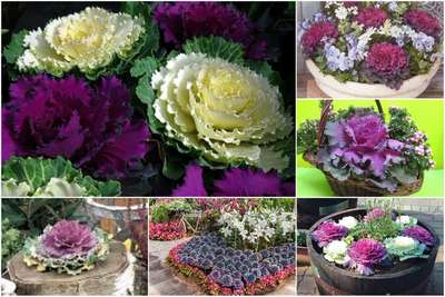 Декоративная капуста: особенности посадки и ухода