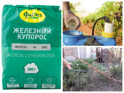 Как обработать виноград железным купоросом?