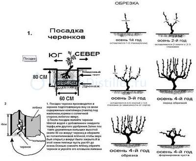 Посадка и уход за виноградом в Подмосковье