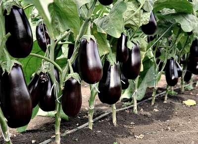 Как вырастить и ухаживать за баклажанами в открытом грунте?