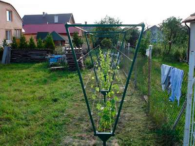 Как соорудить шпалеру для винограда своими руками?