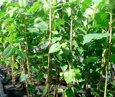 Секреты выращивания шелковицы