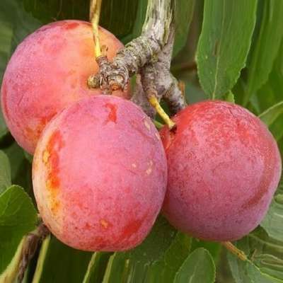 Слива персиковая: лучшие сорта, посадка и уход