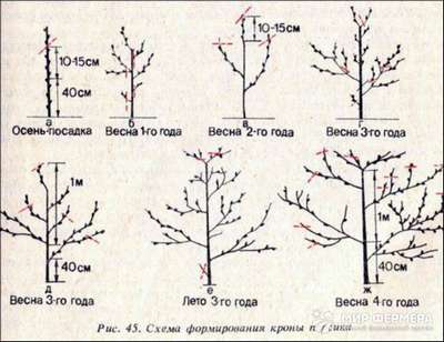 Как обрезать персик весной?