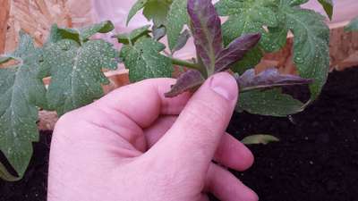 Фиолетовые листья снизу у рассады помидор: причины, что делать?