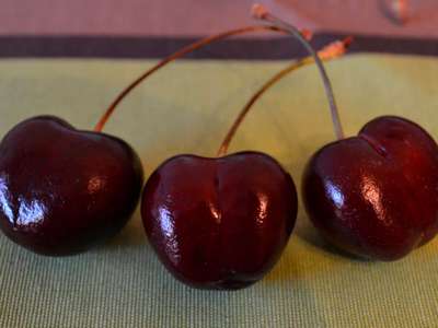 Сорт черешни Бычье сердце