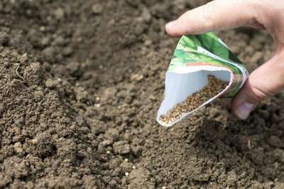 Как вырастить шпинат семенами в открытом грунте?