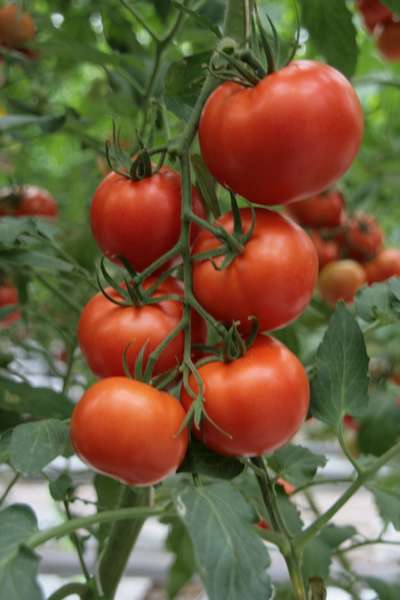 Сорт томата Евпатор