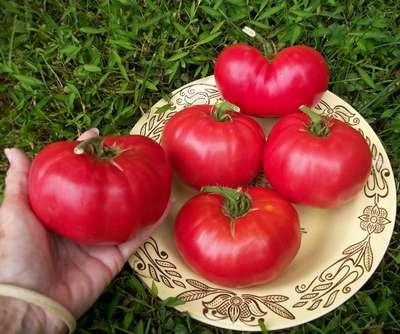 Сорт томата Розовый слон