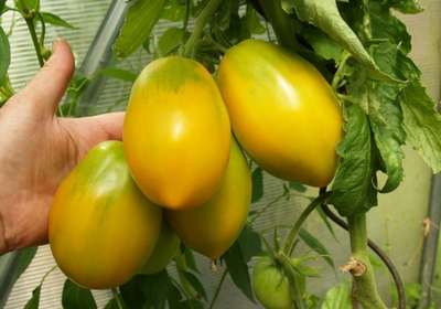 Сорт томата Кенигсберг