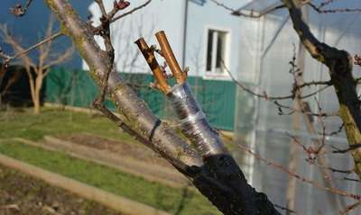 Как привить персик